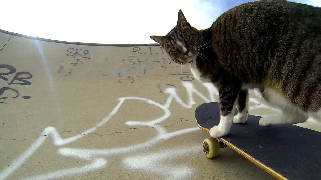 cat riding a skateboard